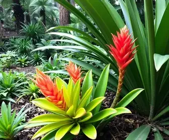 conservação de bromélias